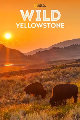 野性黄石公园 Wild Yellowstone海报